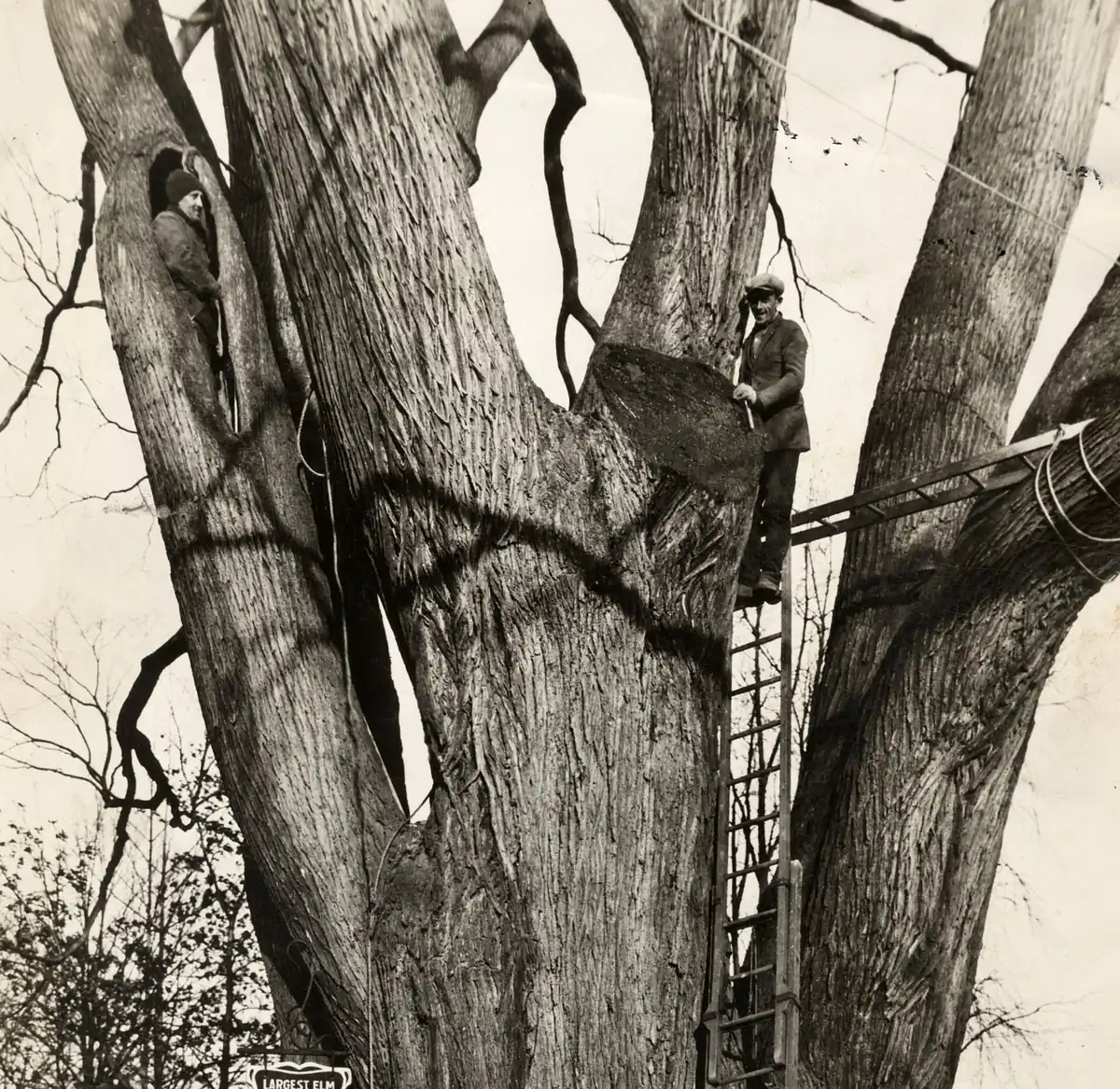 Climber working aloft in a broadleaf canopy on a rope and harness