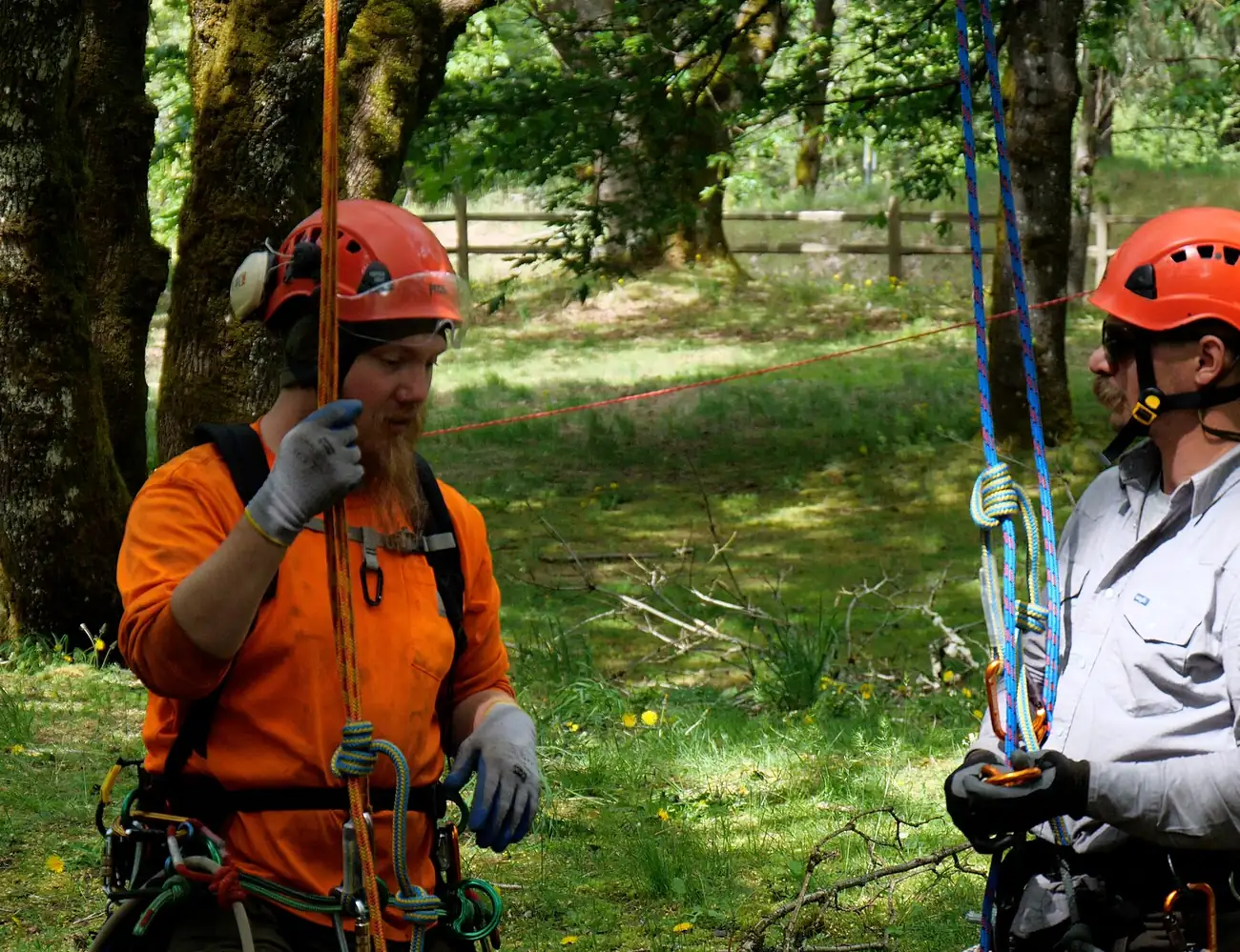 Climber working aloft in a broadleaf canopy on a rope and harness