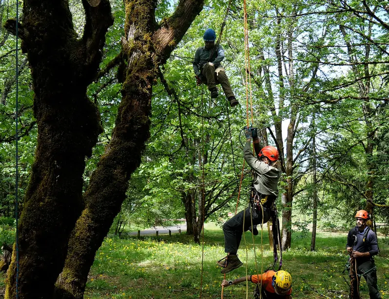 Climber working aloft in a broadleaf canopy on a rope and harness