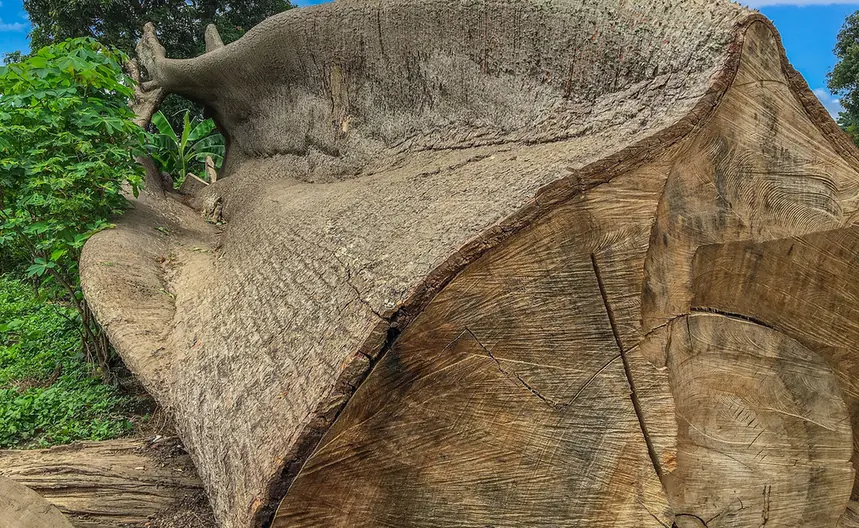 Freshly felled trunk lying on cleared ground