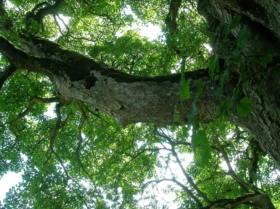 Rope and cambium saver set on a broadleaf limb before a pruning cut